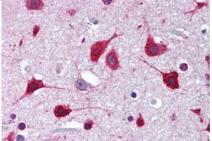 Human Brain, Cortex (formalin-fixed, paraffin-embedded) stained with SOX2 antibody ABIN239849 at 1:50 followed by biotinylated goat anti-rabbit IgG secondary antibody ABIN481713, alkaline phosphatase-streptavidin and chromogen. (SOX2 Antikörper  (N-Term))