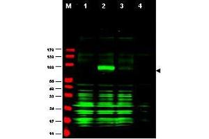 Image no. 2 for anti-Ajuba LIM Protein (AJUBA) (AA 224-239) antibody (ABIN199954) (AJUBA Antikörper  (AA 224-239))