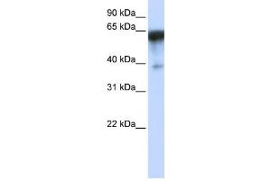 Western Blotting (WB) image for anti-Kin of IRRE Like 1 (NEPH1) antibody (ABIN2459109) (KIRREL Antikörper)