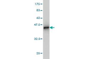 Western Blot detection against Immunogen (39. (BUB1B Antikörper  (AA 1-130))