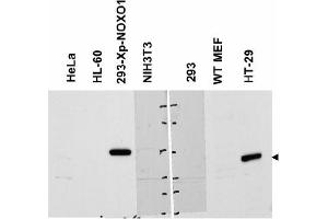 Image no. 2 for anti-NADPH Oxidase Organizer 1 (NOXO1) (AA 238-252) antibody (ABIN401322) (NOXO1 Antikörper  (AA 238-252))