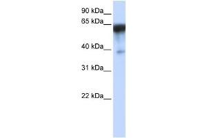 WB Suggested Anti-KIRREL Antibody Titration:  0. (KIRREL Antikörper  (Middle Region))