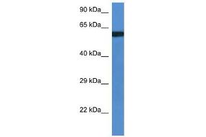WB Suggested Anti-Uap1l1 Antibody   Titration: 1. (UAP1L1 Antikörper  (Middle Region))