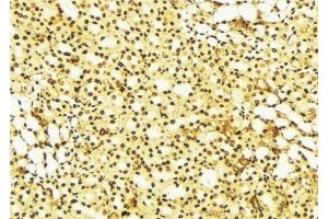 ABIN6274259 at 1/100 staining Mouse liver tissue by IHC-P. (YAP1 Antikörper  (Internal Region))