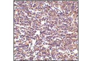 Immunohistochemistry of RP105 in human spleen tissue with this product at 2 μg/ml. (CD180 Antikörper  (Center))