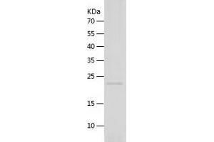 Thrombopoietin Protein (THPO) (AA 23-195) (His tag)