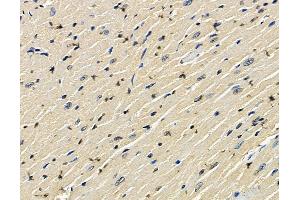 anti-Nuclear RNA Export Factor 5 (NXF5) antibody