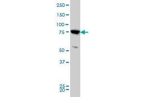 MFN2 monoclonal antibody (M03), clone 4H8 Western Blot analysis of MFN2 expression in HeLa . (MFN2 Antikörper  (AA 661-757))