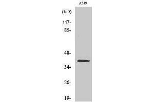 Western Blotting (WB) image for anti-Myogenin (Myogenic Factor 4) (MYOG) (Internal Region) antibody (ABIN3176180) (Myogenin Antikörper  (Internal Region))