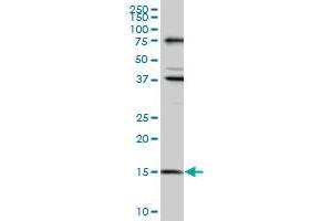 Western Blotting (WB) image for anti-Mago-Nashi Homolog (MAGOH) (AA 1-111) antibody (ABIN961183) (MAGOH Antikörper  (AA 1-111))