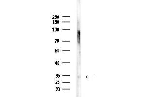 Western blot analysis of lysates from RAW264.
