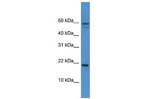 Hspb7 antibody used at 0. (HSPB7 Antikörper  (Middle Region))