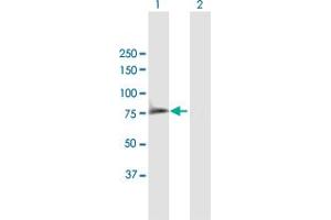 Western Blot analysis of SYK expression in transfected 293T cell line by SYK MaxPab polyclonal antibody. (SYK Antikörper  (AA 1-635))