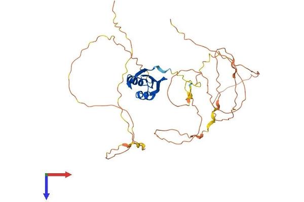 A2BP1 Protein (AA 1-397) (His tag)