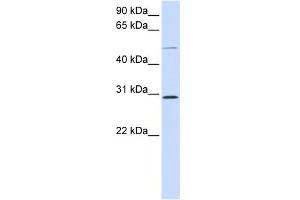 WB Suggested Anti-PLA1A Antibody Titration:  0.