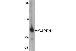 Western blot analysis of GAPDH in HeLa cell lysate with GAPDH antibody at 1 µg/mL. (GAPDH Antikörper  (C-Term))