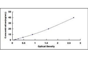 B3GALT1 ELISA Kit