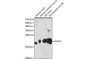 Western blot analysis of extracts of various cell lines, using BAALC Rabbit pAb (ABIN7265911) at 1:1000 dilution. (BAALC Antikörper  (AA 1-145))