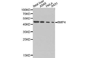 Western blot analysis of extracts of various cell lines, using BMP4 antibody. (BMP4 Antikörper  (AA 30-300))