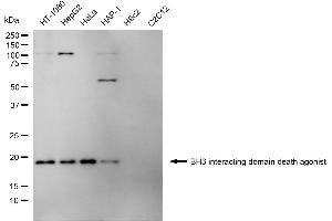 Western blotting analysis using BH3 interacting domain death agonist antibody (ABIN7797768).