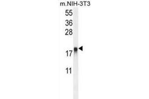 Western Blotting (WB) image for anti-ADP-Ribosylation Factor-Like 8A (ARL8A) antibody (ABIN2995545) (ARL8A Antikörper)