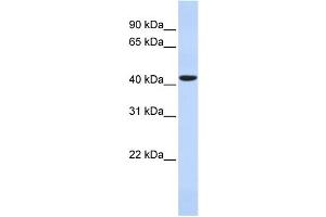 WB Suggested Anti-HAVCR1 Antibody Titration: 0. (HAVCR1 Antikörper  (N-Term))
