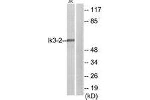 Western blot analysis of extracts from Jurkat cells, using Ik3-2 Antibody.