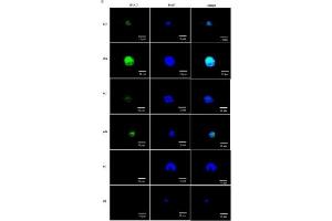 Immunofluorescence (Cultured Cells) (IF (cc)) image for anti-Mucin 2, Oligomeric Mucus/gel-Forming (MUC2) (C-Term) antibody (ABIN2854828)