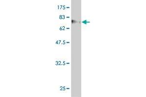 Western Blot detection against Immunogen (88. (WDR20 Antikörper  (AA 1-569))