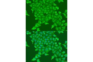 Immunofluorescence analysis of U2OS cells using BST2 antibody (ABIN1871361) at dilution of 1:100. (BST2 Antikörper)
