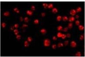 Immunofluorescence of Acinus in K562 cells with with Acinusat 20 µg/ml. (ACIN1 Antikörper  (C-Term))