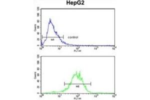Flow Cytometry (FACS) image for anti-Enolase 3 (Beta, Muscle) (ENO3) antibody (ABIN3001691) (ENO3 Antikörper)