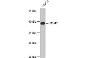 Western blot analysis of extracts of HepG2 cells, using UBI Rabbit pAb (ABIN6134945, ABIN6149844, ABIN6149847 and ABIN6218504) at 1:1000 dilution.