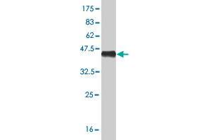 Western Blot detection against Immunogen (40. (NPPB Antikörper  (AA 1-134))
