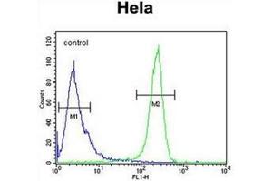 Flow cytometric analysis of Hela cells using CDT2 / DTL Antibody  (right histogram) compared to a negative control cell (left histogram). (CDT2/RAMP Antikörper  (Middle Region))