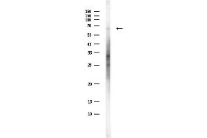 Western blot analysis of lysates from Hela cells(starvation,24h treatment), using ACOX3 Antibody at 1/1000 dilution.