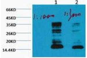 Western Blot (WB) analysis of HeLa, diluted at 1) 1:1000, 2) 1:3000. (Histone 3 Antikörper  (H3K79me))