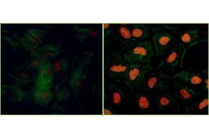 Immunofluorescence (IF) image for anti-Tripartite Motif Containing 28 (TRIM28) (pSer824) antibody (ABIN7454038)