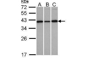 WB Image Sample(30 ug whole cell lysate) A:H1299 B:HeLa S3 C:MOLT4 , 12% SDS PAGE antibody diluted at 1:1000
