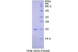 SDS-PAGE analysis of Pig BMP2 Protein.