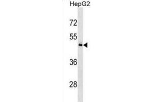 Western Blotting (WB) image for anti-KH Domain Containing, RNA Binding, Signal Transduction Associated 3 (KHDRBS3) antibody (ABIN3000667) (KHDRBS3 Antikörper)