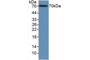 Western blot analysis of recombinant Human ACTg1. (Actin, gamma 1 Antikörper  (AA 1-375))