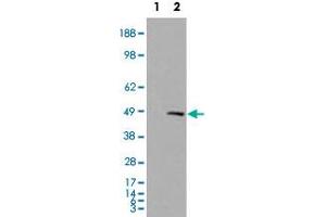 HEK293 overexpressing SMARCE1 and probed with SMARCE1 polyclonal antibody  (mock transfection in first lane) . (SMARCE1 Antikörper)