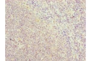 Immunohistochemistry of paraffin-embedded human tonsil tissue using ABIN7151142 at dilution of 1:100 (RNF13 Antikörper  (AA 204-381))