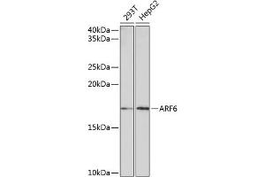 Western blot analysis of extracts of various cell lines, using  Rabbit mAb (ABIN7265485) at 1:1000 dilution. (ARF6 Antikörper)