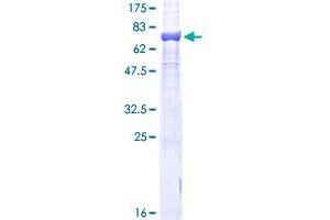 TUBB Protein (AA 1-444) (GST tag)