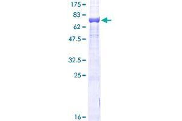 TUBB Protein (AA 1-444) (GST tag)