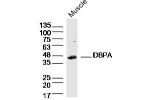 Mouse Muscle lysates probed with DBPA Polyclonal Antibody, Unconjugated  at 1:300 dilution and 4˚C overnight incubation. (YBX3/DBPA Antikörper  (AA 201-300))