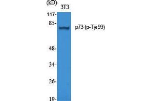 Western Blot (WB) analysis of specific cells using Phospho-p73 (Y99) Polyclonal Antibody.