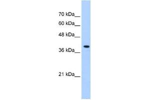 PEX10 antibody used at 0.